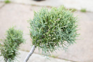 Bloomfield Nursery 47