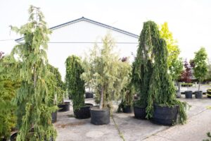 Bloomfield Nursery 48