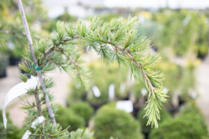 Bloomfield Nursery 48