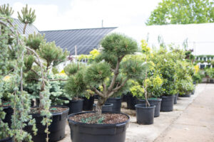 Bloomfield Nursery 49