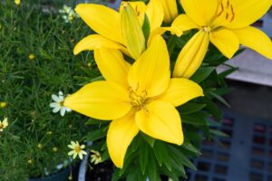 Bloomfield Nursery 5
