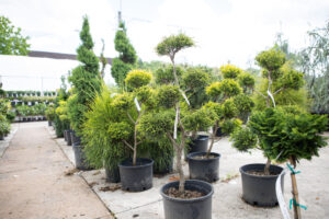 Bloomfield Nursery 50
