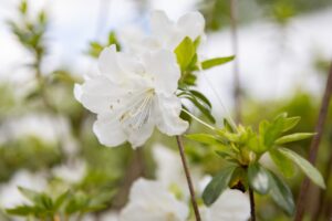 Bloomfield Nursery 51