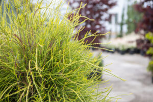 Bloomfield Nursery 52