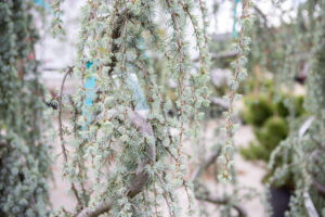 Bloomfield Nursery 53