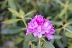Bloomfield Nursery 54