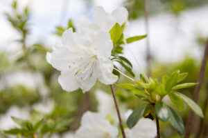 Bloomfield Nursery 55