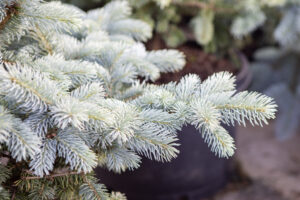 Bloomfield Nursery 56