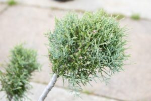 Bloomfield Nursery 59