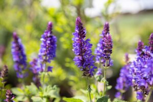 Bloomfield Nursery 64