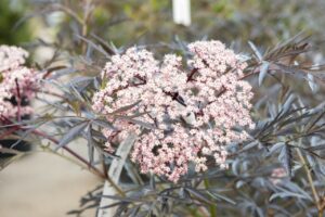 Bloomfield Nursery 8